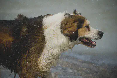 brown and white dog stands outside while it snows