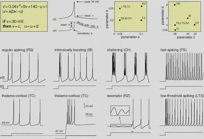 Neuron Types